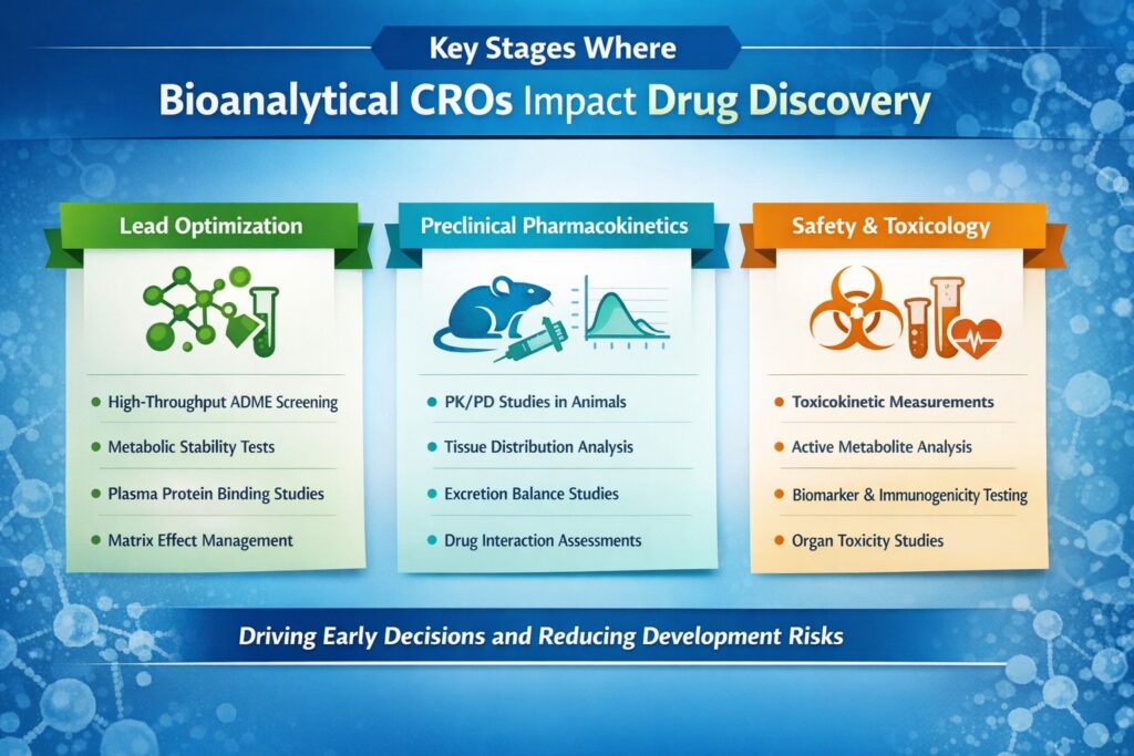 The Critical Stages Where Bioanalytical CROs Impact Drug Discovery