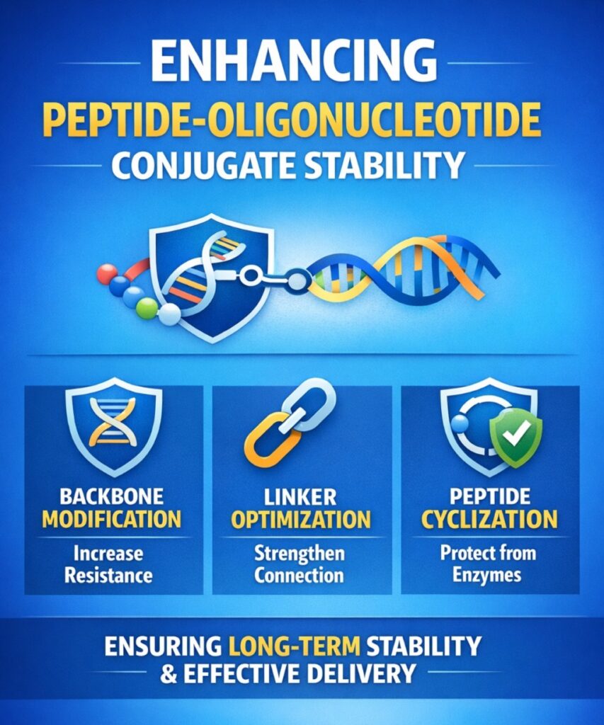 Peptide Oligonucleotide Conjugate Stability