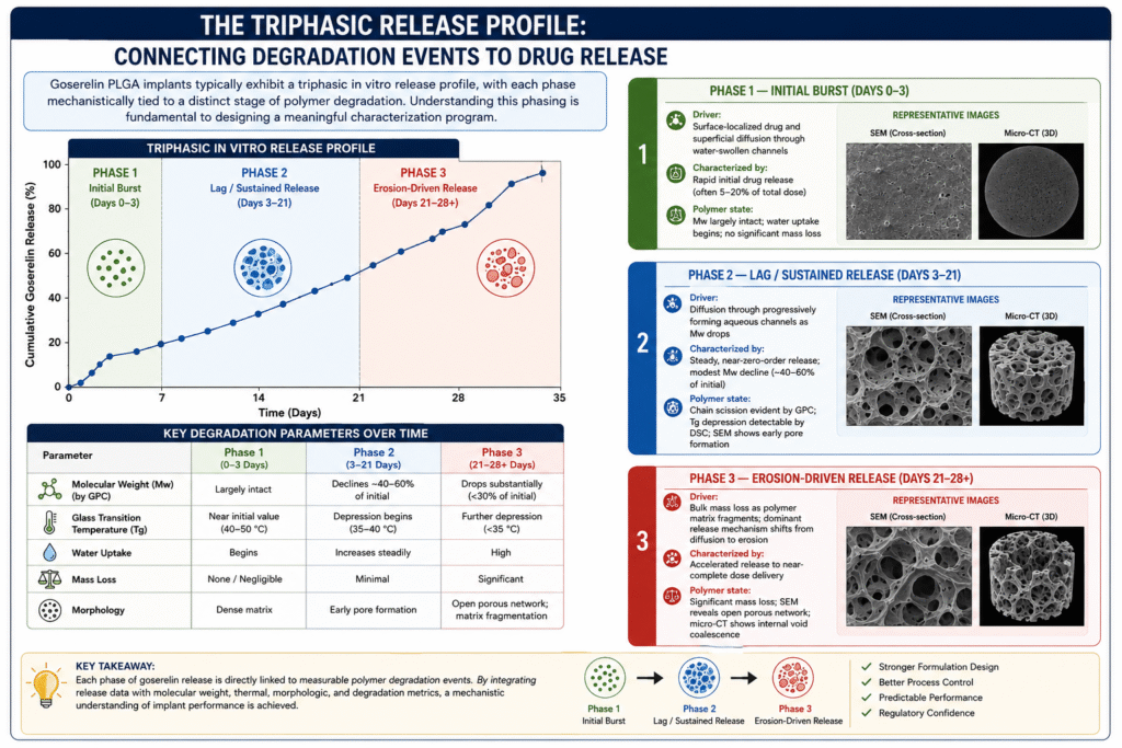 The Triphasic Release Profile: Connecting Degradation Events to Drug Release