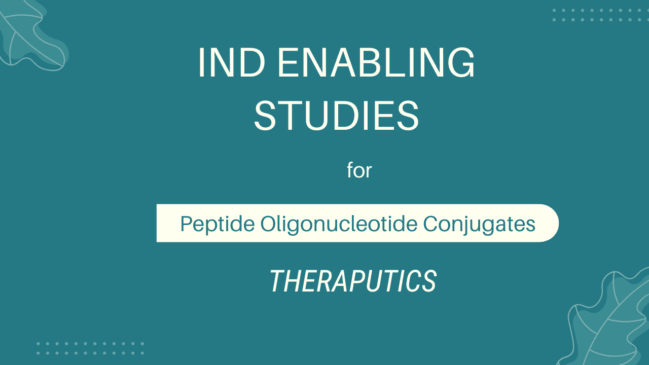 IND Enabling Studies for Peptide Oligonucleotide Conjugates