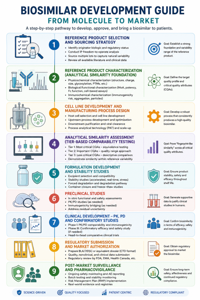 Step-by-Step Biosimilar Development Guide From Molecule to Market