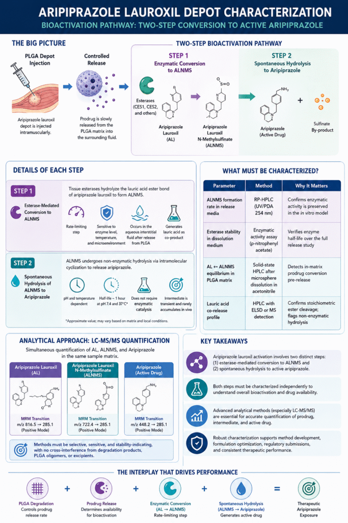 The Prodrug Bioactivation Pathway Enzymatic and Hydrolytic Steps That Must Be Characterized Separately