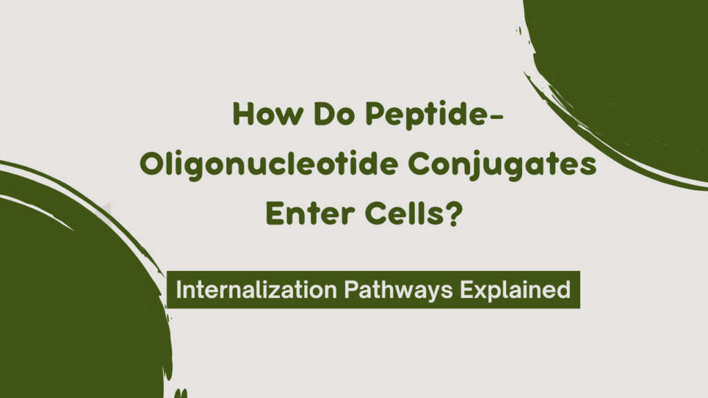 How Do Peptide-Oligonucleotide Conjugates Enter Cells?
