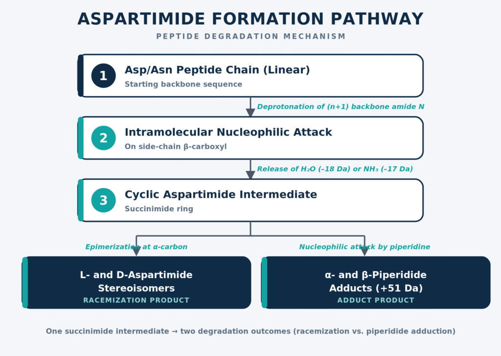 Aspartimide Cyclization and Reopening Kinetics