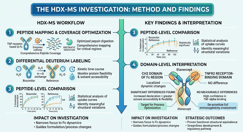 The HDX-MS Investigation: Method and Findings