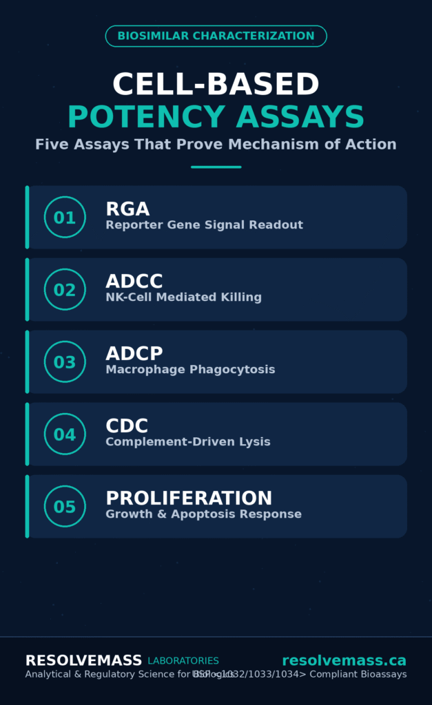 MoA-Reflective Cell-Based Assays for Potency Determination