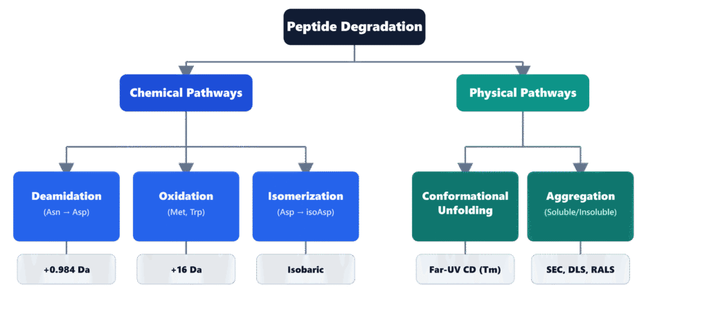 Peptide Degradation Pathways