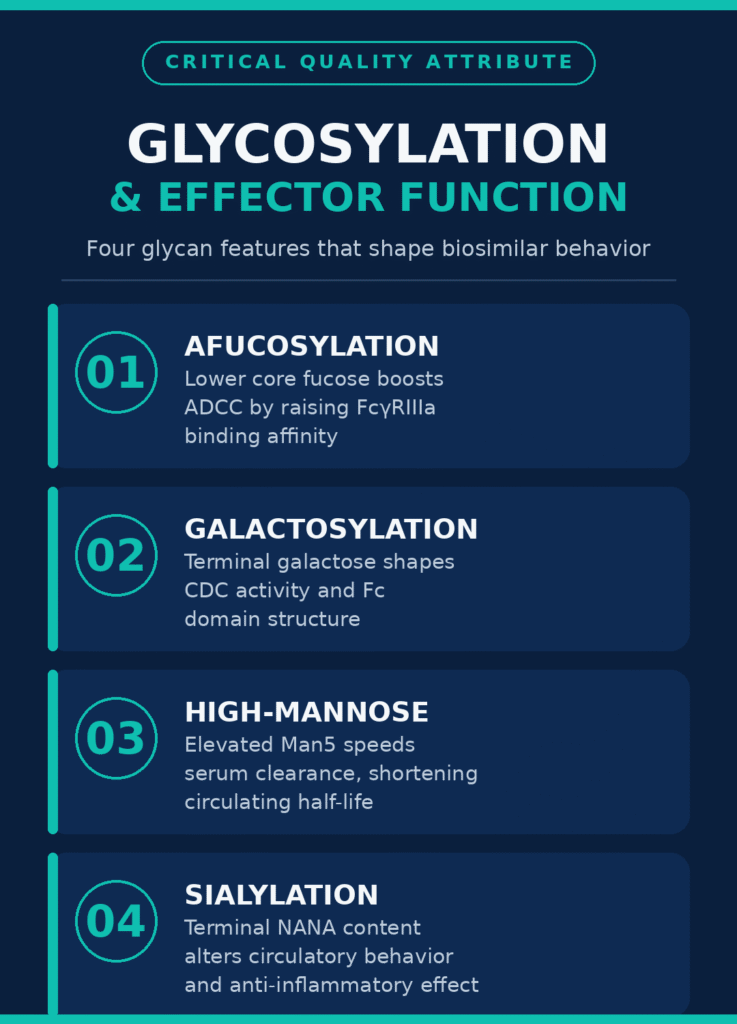 Glycosylation Profiling and Effector Function