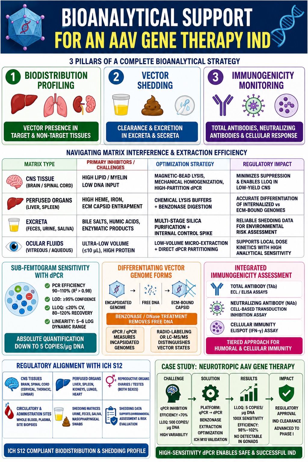 Bioanalytical Support for an AAV Gene Therapy IND