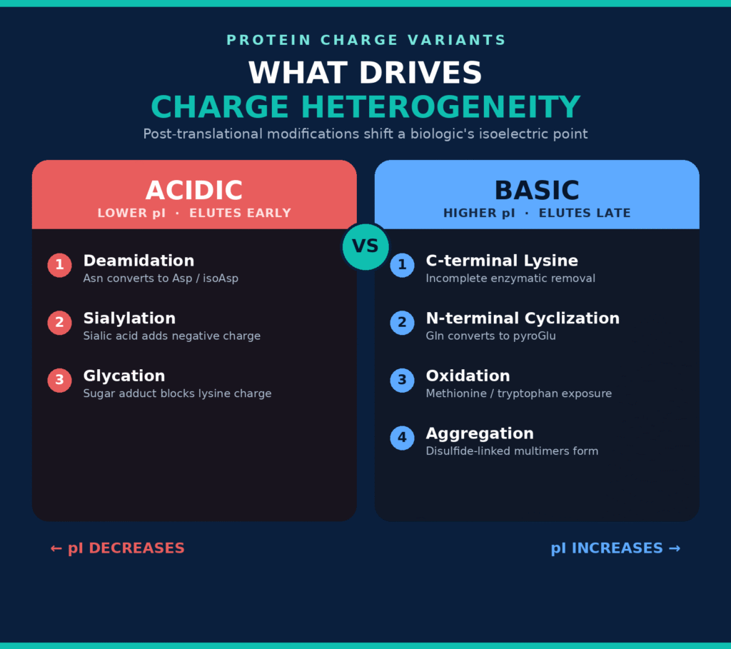 Molecular Mechanisms Driving Charge Heterogeneity