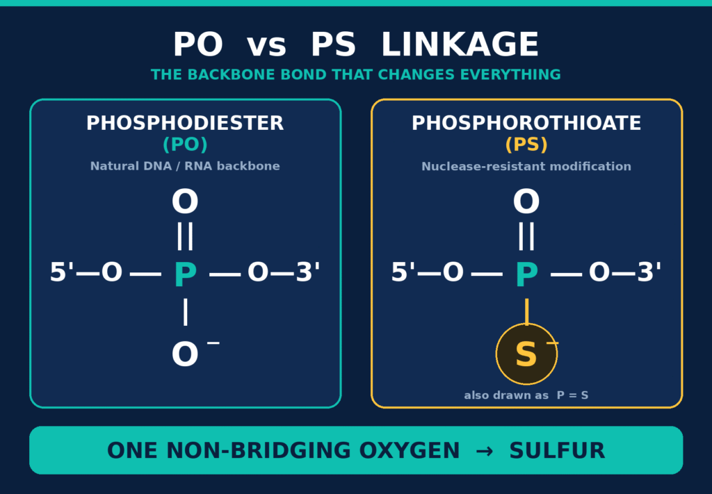 Phosphorothioate vs Phosphodiester Backbone