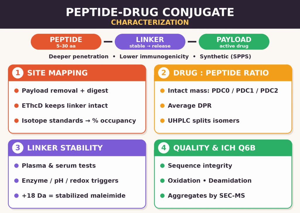 Peptide-Drug Conjugate (PDC) Characterization Services