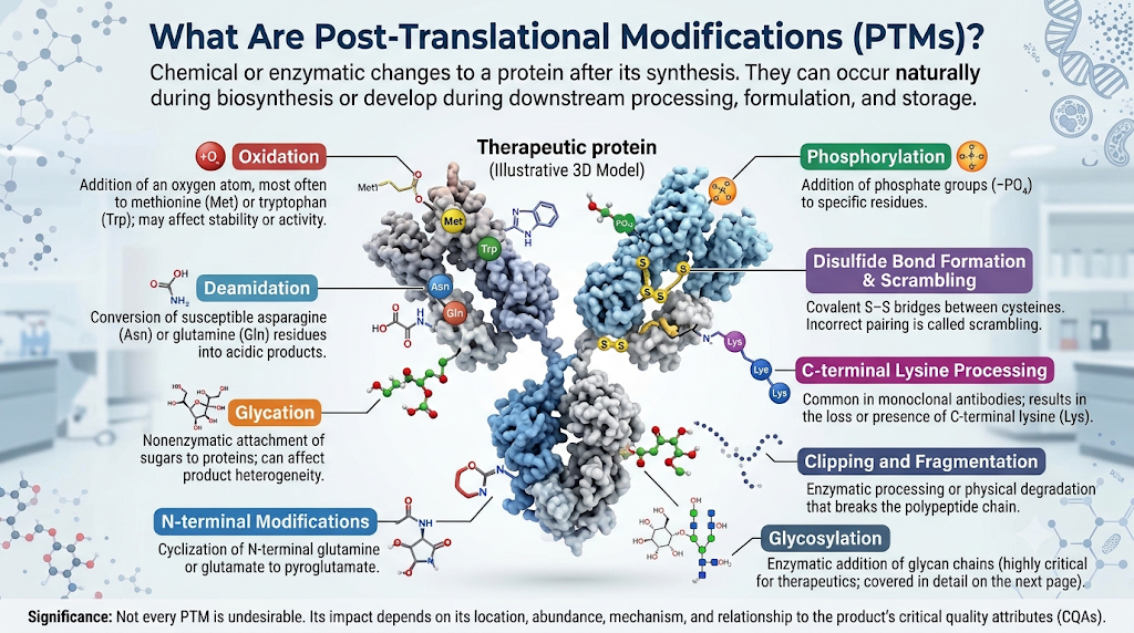 What Are Post-Translational Modifications (PTMs)?