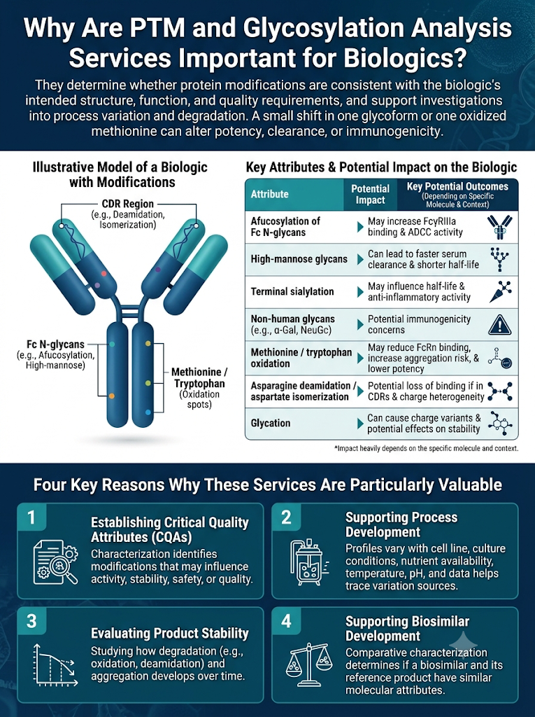 Why Are PTM and Glycosylation Analysis Services Important for Biologics?