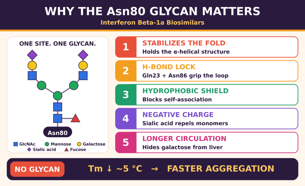 Structural and Functional Roles of Asn80 N-Glycosylation
