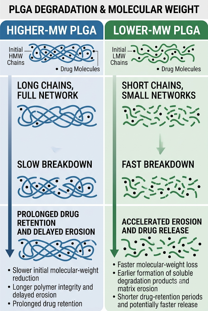 How Does PLGA Molecular Weight Affect Degradation?