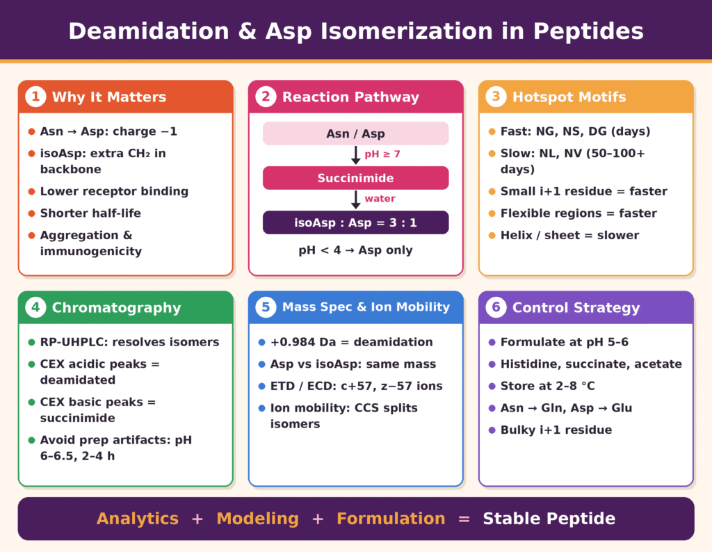 Deamidation and Aspartate Isomerization in Therapeutic Peptides