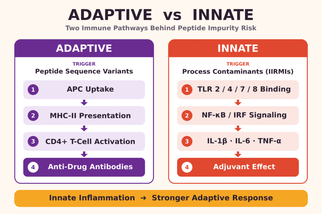 Adaptive vs. Innate Pathways