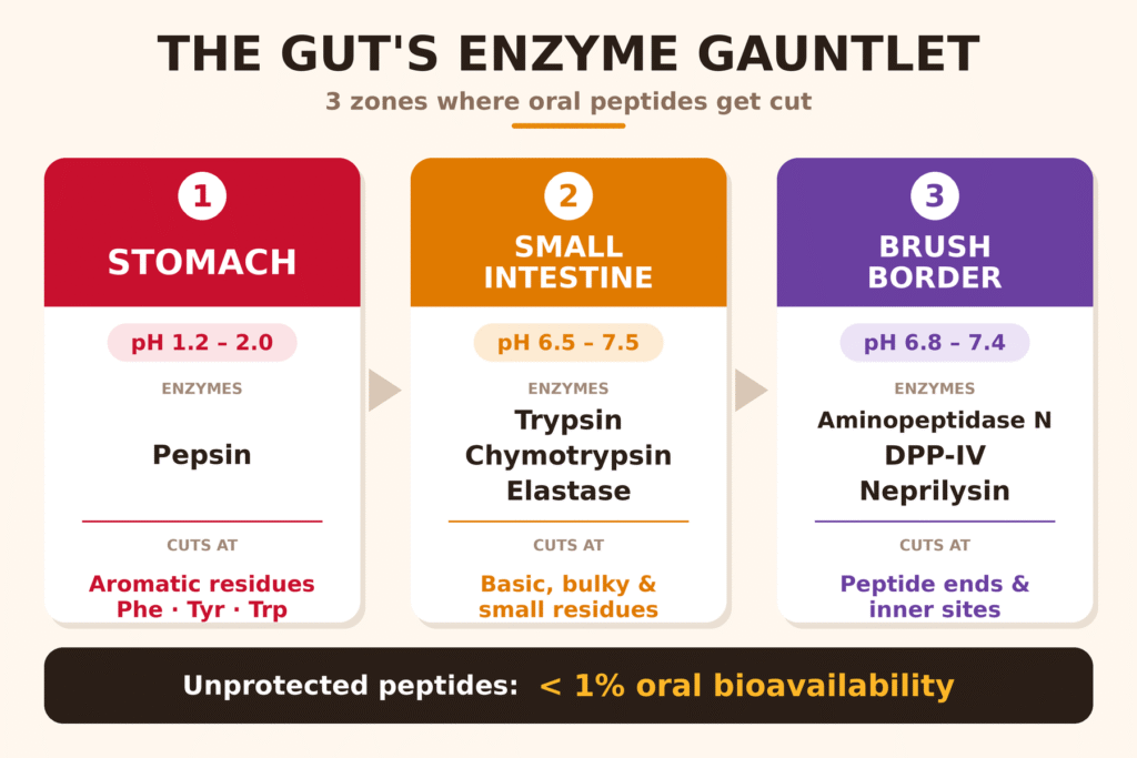 Evaluating Enzymatic Stability