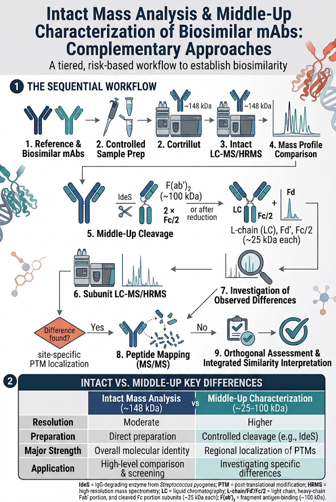 Intact Mass Analysis and Middle-Up Characterization of Biosimilar mAbs: Complementary Approaches