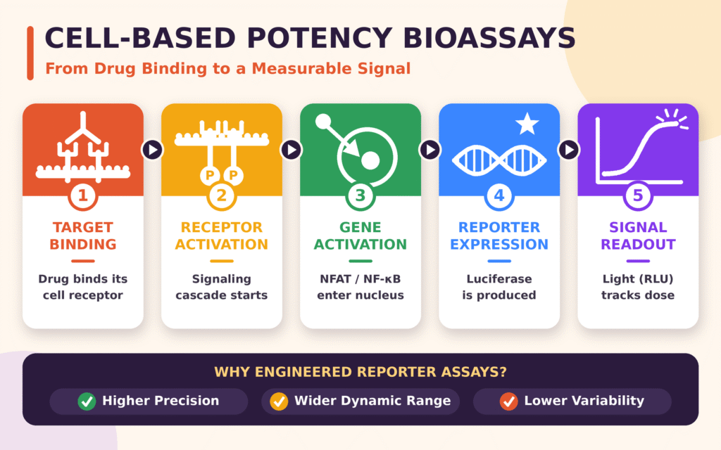Cell-Based Potency Bioassays