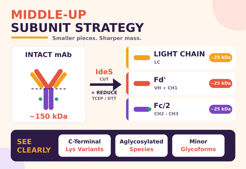 Middle-Up Subunit Strategies for Enhanced Mass Resolution