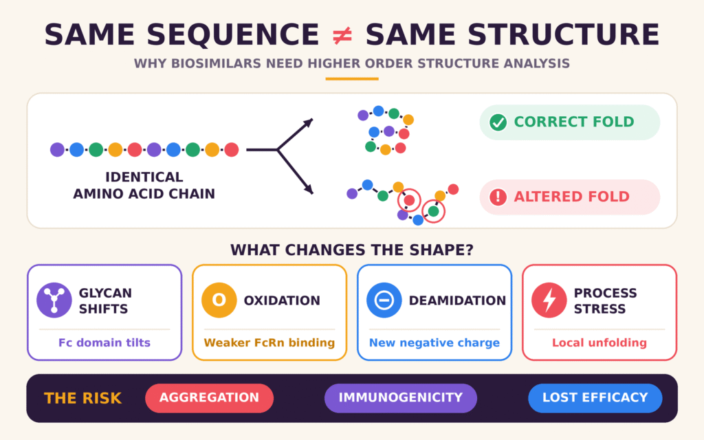 The Biological Impetus: Why Primary Sequence Identity Fails to Guarantee Conformational Fidelity
