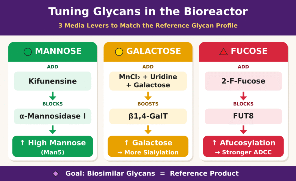 Bioprocess Engineering and Targeted Glycan Modulation